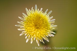 Wildflowers, Rancho La Costa, Carlsbad