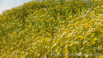 Wildflowers, Rancho La Costa, Carlsbad