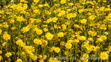 Wildflowers, Rancho La Costa, Carlsbad