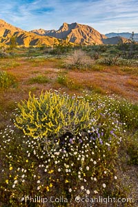 Wildflowers bloom in Anza Borrego Desert State Park, during the 2017 Superbloom, Anza-Borrego Desert State Park, Borrego Springs, California