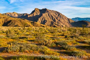 Wildflowers bloom in Anza Borrego Desert State Park, during the 2017 Superbloom, Anza-Borrego Desert State Park, Borrego Springs, California