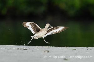 Willet, Tringa semipalmata, running on shore with wings raised and spread, Alafia Banks, Florida, Tringa semipalmata, Alafia Banks Critical Wildlife Area, Tampa