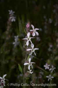 Windmill pink blooms in spring, Batiquitos Lagoon, Carlsbad, Silene gallica