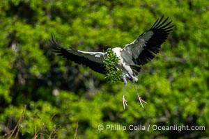 Wood Stork in flight carrying nesting material, Mycteria americana, Mycteria americana, Harley Davidson Rookery, Brandon, Florida