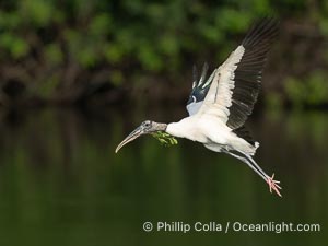 Wood Stork in flight carrying nesting material, Mycteria americana, Mycteria americana, Harley Davidson Rookery, Brandon, Florida