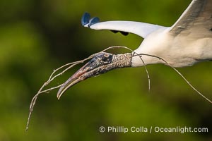 Wood Stork in flight carrying nesting material, Mycteria americana, Mycteria americana, Harley Davidson Rookery, Brandon, Florida