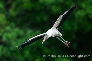 Wood Stork in flight, Mycteria americana, Mycteria americana, Harley Davidson Rookery, Brandon, Florida