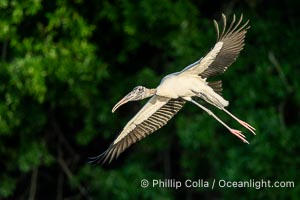 Wood Stork in flight, Mycteria americana, Mycteria americana, Harley Davidson Rookery, Brandon, Florida