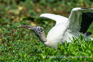 Wood Stork, Mycteria americana, Mycteria americana, Harley Davidson Rookery, Brandon, Florida