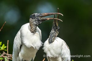 Wood Stork, mated pair courting at the nest, Mycteria americana, Mycteria americana, Harley Davidson Rookery, Brandon, Florida