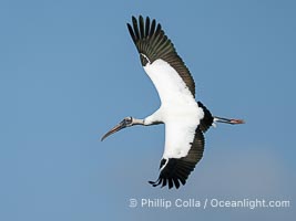 Wood Stork, Mycteria americana, Mycteria americana, Harley Davidson Rookery, Brandon, Florida