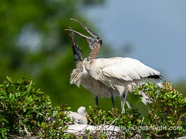 Wood Stork, mated pair courting at the nest, Mycteria americana, Mycteria americana, Harley Davidson Rookery, Brandon, Florida