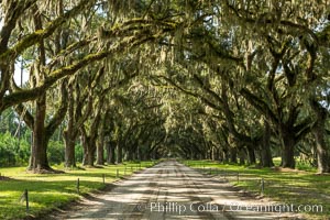 Southern Live Oaks form a long shaded Oak Alley at Wormsloe Plantation, Savannah, Georgia. Wormsloe State Historic Site, Quercus virginiana