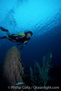 Diver and barrel sponge, Xestospongia muta, Roatan