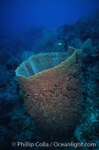 Barrel sponge, Xestospongia muta, Roatan