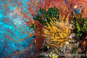 Yellow crinoid, green fan coral and red gorgonian on colorful and pristine coral reef, Fiji, Crinoidea, Gorgonacea, Tubastrea micrantha, Wakaya Island, Lomaiviti Archipelago