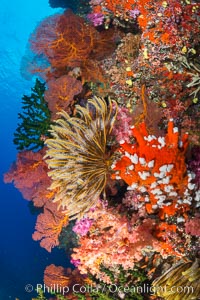 Yellow Crinoid with Sea Fan Gorgonians and Dendronephthya Soft Corals on Reef, Fiji, Crinoidea, Dendronephthya, Gorgonacea, Vatu I Ra Passage, Bligh Waters, Viti Levu  Island