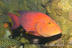 Coral grouper, Variola louti