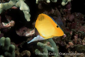 Yellow longnose butterfly fish (forceps butterfly), Forcipiger flavissimus, Maui