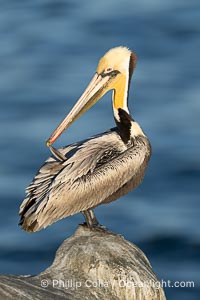 Yellow phase California brown pelican preening, cleaning its feathers after foraging on the ocean, with distinctive winter breeding plumage with distinctive dark brown nape, yellow head feathers. Note the unusual yellow gular throat pouch, Pelecanus occidentalis, Pelecanus occidentalis californicus, La Jolla