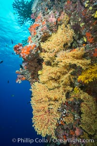 Yellow Chironephthya Soft Corals on Tropical Coral Reef, Fiji, Chironephthya, Vatu I Ra Passage, Bligh Waters, Viti Levu  Island