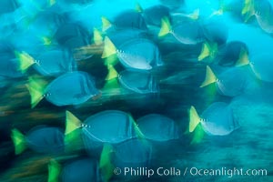 Yellowtail surgeonfish, motion blur, Prionurus laticlavius, Cousins