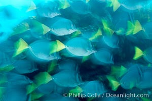 Yellowtail surgeonfish, motion blur, Prionurus laticlavius, Cousins