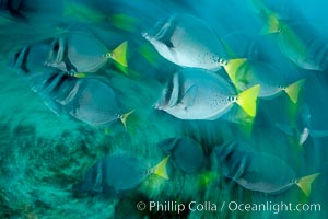 Yellowtail surgeonfish, motion blur, Prionurus laticlavius, Cousins