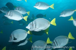 Yellowtail surgeonfish, Prionurus laticlavius, Cousins