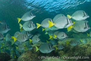 Yellow-tailed surgeonfish schooling, Sea of Cortez, Baja California, Mexico, Prionurus laticlavius