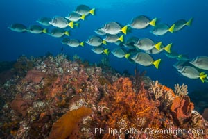 Yellow-tailed surgeonfish schooling over reef at sunset, Sea of Cortez, Baja California, Mexico