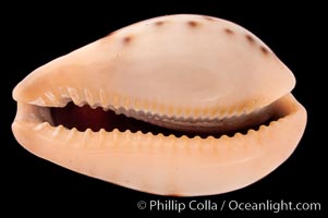 Yellow-toothed Cowrie, Cypraea xanthodon