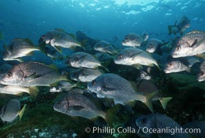 North Pacific Yellowtail grunt, Anisotremus interruptus, Cocos Island