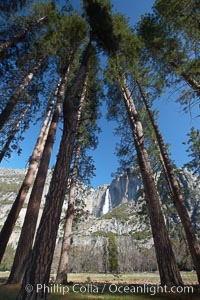 Yosemite Falls and tall pine trees, viewed from Cook's Meadow, Yosemite National Park, California