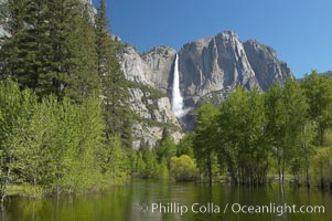 Yosemite Falls rises above the Merced River, viewed from the Swinging Bridge.  The 2425 falls is the tallest in North America.  Yosemite Valley, Yosemite National Park, California