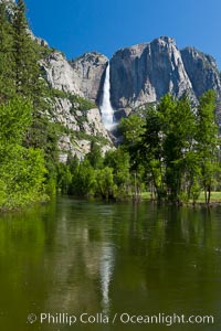 Yosemite Falls reflected in the Merced River, from Swinging Bridge.  The Merced  River is flooded with heavy springtime flow as winter snow melts in the high country above Yosemite Valley, Yosemite National Park, California