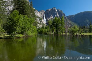 Yosemite Falls reflected in the Merced River, from Swinging Bridge.  The Merced  River is flooded with heavy springtime flow as winter snow melts in the high country above Yosemite Valley, Yosemite National Park, California