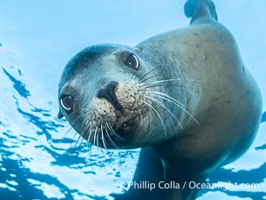 Young Adult Male California Sea Lion Underwater, his sagittal crest (bump on his head) is starting to be visible, Zalophus californianus, Coronado Islands (Islas Coronado)