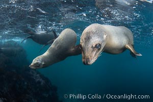 Young California Sea Lion at the Coronado Islands, Mexico, underwater, Zalophus californianus, Coronado Islands (Islas Coronado)