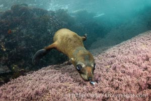 Young California Sea Lion Discovers a Seashell, Coronado Islands, Baja California, Mexico, Zalophus californianus, Coronado Islands (Islas Coronado)