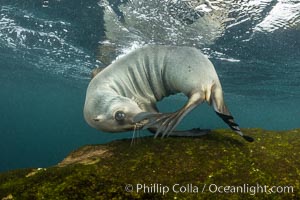 Cute young California Sea Lion playing with its own tail, Coronado Islands, Baja California, Mexico, Zalophus californianus, Coronado Islands (Islas Coronado)