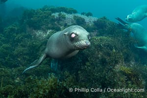 Young California sea lion pup blind in one eye, possibly as a result of a wound or tumor/growth, Coronado Islands near San Diego, Baja California, Mexico, Zalophus californianus, Coronado Islands (Islas Coronado)