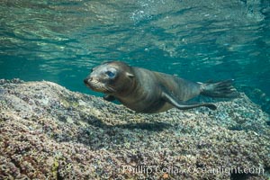 Young California sea lion pup underwater, Sea of Cortez, Zalophus californianus