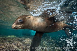 Young California sea lion pup underwater, Sea of Cortez, Zalophus californianus