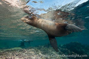 Young California sea lion pup underwater, Sea of Cortez, Zalophus californianus