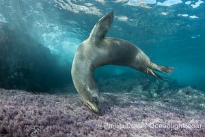 Young California sea lion pup swimming underwater, Coronado Islands near San Diego, Baja California, Mexico, Zalophus californianus, Coronado Islands (Islas Coronado)