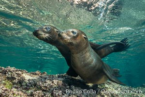 Young California sea lion pups underwater, Sea of Cortez, Mexico, Zalophus californianus