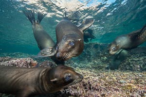 Young California sea lion pups underwater, Sea of Cortez, Mexico, Zalophus californianus