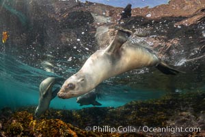 Portrait of a young California sea lion underwater, Coronados Islands, Baja California, Mexico, Zalophus californianus, Coronado Islands (Islas Coronado)