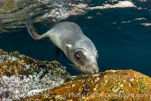 Portrait of a young California sea lion underwater, Coronados Islands, Baja California, Mexico, Zalophus californianus, Coronado Islands (Islas Coronado)